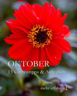 Der Blumengarten im Oktober. Was liegt an?
Zwischen Regen, Sturm und Sonnenschein ist genug Zeit für den Garten. Das alles und noch mehr liegt im Oktober an:
+++ Stauden teilen, verschenken oder versetzen
+++ Neue Stauden oder Gehölze pflanzen
+++ Viele Zwiebelblumen setzen
+ Empfindliche Kübel- und Balkonpflanzen ins Winterquartier wuchten.
+ Echter Lorbeer, Oleander oder Olivenbaum dürfen noch draußen bleiben.
++ Dickmaulrüssler giftfrei bekämpfen mit Nematoden
++ Patentkali / Herbstdünger für Rasen, Rosen und Gehölze
Nach dem 1. Frost
+ Dahlien raus, Tulpen rein.
+ Die schönsten Dahlien überwintern als Knolle frostfrei, trocken und dunkel
+ Laufend Blätter von der Wiese fegen
+ Sobald sie wurzelnackte Rosen kommen, erst 24 Std. wässern, dann pflanzen. Falls das wegen der Witterung nicht sofort klappt, Rose in Erde einschlagen.
+ Rosen versetzen. Erst kräftig zurückschneiden, dann in frische Erde pflanzen, angießen, sehr gut anhäufeln.
Weitere Gartentipps und Video "Opulente Blütenpracht im Oktober"
https://www.wo-blumenbilder-wachsen.de/blumengarten-im-oktober/
Kurzlink: https://www.insbeet.de/Oktober
#blumengarten #winterfest #gartentipps #gartenwissen #staudengarten #rosen #herbst #gartenarbeit #stauden #herbstgarten #gärtnern #gartentipp #ziergarten #gartenliebe #pflanzenliebe #pflanzen #pflanzenpflege #lebenmitblumen #blumenzwiebeln #dahlien #meingarten #grünerdaumen #garten #gartenblogger #gartenparadies #gartenfragen #gartenblog #landhausgarten