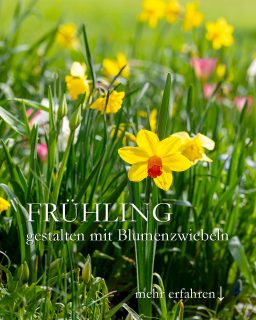 Jetzt Frühling gestalten mit Blumenzwiebeln
So wird Frühling tatsächlich bunt, vielseitig und lange blüht:
+++ Pflanzen Sie nicht zu früh. Der Boden sollte erst abgekühlt sein.
+++ Klotzen nicht kleckern! Eine Tüte Blumenzwiebeln macht noch lange keinen Frühling.
++ Achten Sie beim Einkauf auf die Sorten, speziell bei Tulpen
++ Botanische Narzissen & Tulpen bringen mehr & blühen jedes Jahr aufs Neue
+ Investieren Sie in Blumenzwiebeln zum Verwildern
+ Setzen Sie Blumenzwiebeln nicht in Reih und Glied.
++ Bereiten Sie Frühlingsbeete gut vor
++ Jäten Sie Unkraut bis zum Frost
+ Wehren Sie Wühlmäuse erfolgreich ab
++ Düngen Sie Blumenzwiebeln richtig und zur richtigen Zeit.
Im Blog: 7 Tipps wie Sie Frühling mit Blumenzwiebeln gestalten
https://www.wo-blumenbilder-wachsen.de/7-tipps-fruehling-blumenzwiebeln/
Kurzlink: https://www.insbeet.de/fruehlingsgarten
#blumenzwiebeln #gartentipps #gartenglück #gärtnern #pflanzentipps #pflanzenliebe #meingarten #gartensaison #gartenideen #kleingarten #ziergarten #frühlingsboten #tulpen #narzissen #gartenliebe #blumengarten #gartenarbeit #blumenbeet #wirliebenpflanzen #pflanzenwissen #gartenwissen #gartenblog #landhausgarten #gartenfragen #grünerdaumen #lebenmitblumen