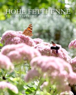 Hohe Fetthennen, Zukunftsstauden für extreme Standorte
Hohe Fetthennen, Sedum spectabile und telephium, lieben heiße, sonnige, trockene Standorte. Selbst in extremen Dürrejahren (wie 2026) benötigten sie keine zusätzlichen Wassergaben. Es sind Sukkulenten, die Wasser in Stängel und Blättern speichern können. Fetthennen machen kaum Mühe, sind insektenfreundlich, blühen spät, und sind das ganze Jahr über attraktiv, sogar im Winter.
+ Standort: volle Sonne, im Sommer gerne auch heiß und trocken. Mauerkronen, Steinanlage, Schotterstreifen am Haus entlang.
+ Boden: sehr durchlässig, sandig, kiesig, mager. Staunässe wird nicht vertragen.
+ Wuchshöhe: Je nach Sorte von 40 cm bis 70 cm.
+ Blüten: Weiß, Rosa, Purpur
+ Blütezeit: ab August bis Oktober
+ Pflege: Bodentiefer Rückschnitt im Frühling, sobald der neue Austrieb zu sehen ist. Abgeblühte Triebe im Herbst / Winter unbedingt stehen lassen!
+ Düngen: Fetthennen brauchen kaum Dünger und werden, wenn überhaupt nur leicht mit Kompost, Hornspänen oder Bio-Staudendünger gedüngt. KEIN Blaukorn, da er verhältnismäßig viel Stickstoff enthält, der die Triebe weich und empfindlich für Pilzkrankheiten macht.
+ Fetthennen kippen leicht um, wenn sie zu nass und in zu nährstoffreicher Erde stehen. Verbessern Sie die Standfestigkeit durch Rückschnitt der äußeren Triebe im Mai (Chelsea-Cut).
+ Vermehren: Durch Kopf- oder Blattstecklinge oder durch Teilen des Wurzelstocks im Frühling. Am besten gelingt die Stecklingsvermehrung im Frühsommer.
+ Schädlinge: Dickmaulrüssler, erkennbar am typischen Buchtenschnitt an den Blatträndern. Gegen die Larven der Dickmaulrüssler helfen Nematoden, die man zweimal im Jahr ausbringen muss um beide Generationen eines Jahres zu erwischen.
+++ Keine Gefahr durch Schnecken
Im Blog: Hohe Fetthennen, späte Blüten, leichte Pflege & Vermehrung
https://www.wo-blumenbilder-wachsen.de/hohe-fetthennen-spaete-blueten/
Kurz: https://www.insbeet.de/Hohe_Fetthennen
#Stauden #Zukunftspflanzen #Staudengarten #Bienen #Garten #Gartenwissen #Gartentipps #Pflanzentipps #LebenmitBlumen #Staudengarten #Lumixphotography #Blumengarten
