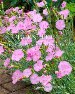 Federnelken, romantisch, nostalgisch, süß
Federnelken sind süß duftende, genügsame, hübsche Polsterstauden für Sonnenplätze im Vordergrund.
+ Blütezeit: zwischen Juni und Juli
+ Blüten: Weiß, Rosa oder zweifarbig Rosa mit roter Mitte
Standorte
+ warm, sonnig
+ im Vordergrund
+ entlang vom Gartenweg
+ im Steingarten
Boden
+ mager, durchlässig
+ kalkreich
Vermehren gelingt einfach
+ Teilen des Wurzelstocks
+ Aussaat im zeitigen Frühling
+ Stecklinge im Frühsommer
Gesundheit
+ Keine Schnecken
+ Keine Krankheiten am richtigen Standort
Pflege
+ Rückschnitt nach dem 1. Flor fördert eine 2. Blüte
Im Blog: Federnelken, traditionelle Polsterstaude mit Duft & Esprit
https://www.wo-blumenbilder-wachsen.de/federnelken-polsterstaude
Kurzlink: https://www.insbeet.de/federnelken
#stauden #steingarten #ziergarten #blumenbeet #pflanzentipps #gartentipps #anzucht #pflanzenliebe #pflanzen #blumengarten #pflanzenpflege #wirkoennengruen #nachhaltigesgärtnern #gartenblogger #pflanzentipp #gartenjahr #gartenplanung #gartenliebe #schnittblumen #blütenmeer #gärtnern #staudengarten #bienengarten #lumixphotography #nelken #nostalgie #duft #gartenblog #gartenwissen #gartenfragen