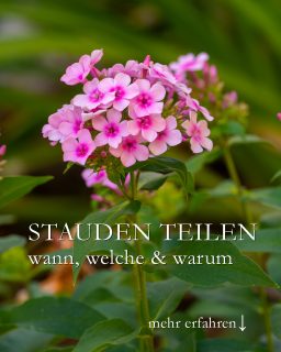 Stauden teilen und verjüngen, leicht gemacht
Jetzt im Herbst ist für viele Stauden die beste Zeit, um sie zu teilen. Doch weshalb ist das gut für die Pflanzen und worauf sollte man achten?
+ Geteilte Stauden leben länger
+ sind vitaler
+ blühen üppiger
+ sind identische Abbilder ihrer Mutterpflanze. Dies im Gegensatz zu Sämlingen, die die Gene beider Elternteile in sich tragen und sich nach der Mendelschen Vererbungslehre vermehren.
Lauter gute Gründe, jetzt zum Spaten zu greifen. Der Boden ist gerade feucht und noch warm genug. Geteilte Pflanzen wachsen jetzt gut an und blühen bereits im nächsten Jahr.
Im Blog:
+ Stauden, die sich im Herbst gut teilen lassen.
+ Stauden, die man erst im Frühjahr teilen sollte.
+ Stauden, die man gar nicht teilen kann.
Im Blog: Stauden teilen und verjüngen, leicht gemacht
https://www.wo-blumenbilder-wachsen.de/stauden-teilen-vermehren-verjuengen/
Kurz: https://www.insbeet.de/Staudenteilen
#gartentipps #gartenwissen #staudengarten #vermehren #herbst #gartenarbeit #stauden #herbstgarten #gärtnern #pflanzen #pflanzenpflege #lebenmitblumen #meingarten #grünerdaumen #gartenblogger #gartenfragen #gartenblog #lumixphotography
