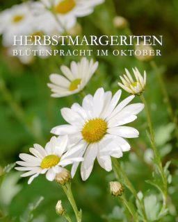Geliebte Herbstmargerite
Wenn man denkt, bald blüht nichts mehr, kommt die schöne Herbstmargeriten daher. Die robusten Staude blühen im Oktober mit weißen, aber auch mit zartrosa oder gelben Er-liebt-mich-er-liebt-mich-nicht-Blüten. Es gibt höhere Sorten und niedrige, die sich gerne über Mauerkronen legen.
Standort und Boden:
+ Sonne bis Halbschatten
+ normaler Gartenboden, gerne auch lehmig
+ wächst auch in Betonsteinsteinen
Blüten: Weiß, Rosa, Gelb
Wuchs: horstig, 20 bis 50 cm Wuchshöhe, je nach Sorte
Pflege:
Herbstmargeriten, bot. Leucanthemella serotina sind absolut pflegleicht.
+ Bodentiefer Rückschnitt im Frühling
+ Düngen bei Austrieb und Mitte Juni mit Kompost, Bio-Staudendünger, Hornspäne. KEIN Blaukorn!
+ Chelsea-Schnitt im Mai sorgt für Standfestigkeit und buschigen Wuchs
Pflanzpartner:
späte Astern, Chrysanthemen, Staudensonnenblumen, Dahlien, Rudbeckien, späte Storchschnäbel oder letzte Sommerblumen wie Duftsteinrich, Ringelblumen oder Kapuzinerkresse.
+++ Bienen und Schmetterlinge fliegen auf die späten Blüten.
Im Blog: Video + viele Fotos. Herbstmargeriten, fröhliche Blüten im Oktober
https://www.wo-blumenbilder-wachsen.de/herbstmargeriten-blueten-oktober/
Kurz: https://www.insbeet.de/herbstmargeriten
#Herbst #Blumen #Garten #Gartenwissen #Gartentipps #Blumenliebe #Pflanzenliebe #Stauden #Bienen #Insekten #Natur #LebenmitBlumen #Weiß #Gartenblog #Staudengarten #lumixphotography