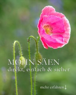 Mohn säen, direkt ins Beet und jetzt im Herbst
Er ist wieder da. Man schaut und staunt weil jetzt überall im Garten Mohnsämlinge auftauchen und Staudenmohn ist auch schon seit vier Wochen wieder da. Ist das normal? Ja, sicher!
Jetzt ist eine gute Zeit, Mohn an Ort und Stelle zu säen. Die Erde ist noch warm und hält die Feuchtigkeit. Das sind viel bessere Bedingungen, als im Frühling.
So geht's:
+ Unkraut jäten / Beet gut vorbereiten
+ Mohnsamen sind fein und leicht, daher an einem windstillen Tag breitwürfig oder punktuell säen
+ Samen nicht abdecken, sondern ggf. nur leicht andrücken
+ während einer Regenperiode säen, denn:
+++ Frost schadet nicht, Trockenheit schon.
Sämlinge (und Samen) überdauern den Winter unbeschadet.
+ Wenn Sämlinge zu dicht auflaufen, frühzeitig versetzen. Mohn mag nicht versetzt werden.
+ oder zu dicht wachsende Sämlinge verziehen (rausziehen).
Hinweis:
Nur an der Pflanze gereifter Samen keimt.
Welcher Mohn? Egal. Klatschmohn, Goldmohn, Islandmohn, Seidenmohn … Jeder Mohn begeistert Bienen, Hummeln und Blumenfreunde.
Im Blog: Mohn nach der Blüte schneiden, säen und pflegen
https://www.wo-blumenbilder-wachsen.de/mohn-nach-der-bluete-schneiden/
Kurzlink: https://www.insbeet.de/mohn_aussaat
#mohn #klatschmohn #poppies #blüten #gartentipp #pflanzenliebe #naturgarten #gartentipps #gärtnern #gartentipps #blütentraum #poppy #bienenweide #insekten #blumenbeet #blumengarten #blumenliebe #gartenfragen #pflanzenwissen #saatgut #lebenmitblumen #blumenmachenglücklich #aussaat #gartenwissen #gartenblogger #lebenmitblumen #lumixphotography