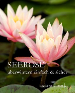 Kleine Seerosen einfach überwintern
Es ist Oktober, Zeit für kleine Seerosen ins Winterquartier zu ziehen. Das ist einfacher als gedacht:
+ Seerose aus dem Miniteich holen
+ Alle Blätter und aus dem Topf / Korb ragende Wurzeln abschneiden
+ Pflanze tropfnass in einen Eimer stellen
+ Kühl und dunkel unterbringen. Keller, Garage, Schuppen ... egal. Hauptsache frostfrei.
+ Im Winter ab und zu kontrollieren. Boden sollte feucht bleiben.
Ab Februar März geht's dann wieder los im Miniteich. Alle Infos zur Pflege von kleinen Seerosen im Miniteich im Blog:
https://www.wo-blumenbilder-wachsen.de/kleine-seerosen-im-weinfass/
Kleine Seerosen im Miniteich pflanzen, pflegen, einfach überwintern
Kurz: https://www.insbeet.de/Seerosen
#seerose #miniteich #holzfass #winterfest #teichrose #überwintern #wassergarten #teich #gartenteich #garten #gartenblog #pflanzen #plants #waterlily #nymphaea #waterplants #wasserpflanzen #blumen #instaplant #meinschönergarten #lebenmitblumen #livingwithplants #pflanzenliebe #gartenwissen #gartentipps #instagarden #pflanzenfreude #gartenvideo