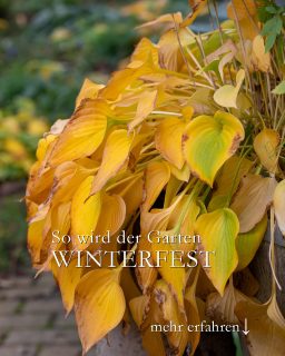 So wird der Garten winterfest - mit Checkliste

Es geht wieder los mit Aufräumen, Wegräumen und Sichern.

+ Knollen von Dahlien, Canna & Gladiolen ins Winterquartier
+ Kübelpflanzen reinholen oder an die Hauswand rücken
+ empfindliche Pflanzen abdecken
+ Vögel und Igel gut versorgen
+ noch einmal mähen
+ Regenwasser bunkern
+ Gefüllte Gießkannen frostfrei aufstellen
+ Regentonne aus Holz leeren, verkehrt herum auf Steine stellen damit Luft zirkulieren kann
+ Regentonnen aus Kunststoff leeren
+ Gartenwasser abstellen
+ Gartenschlauch frostfrei unterbringen

+ Rasenmäher warten oder in die Werkstatt bringen
+ Gartenwerkzeuge säubern, ölen & trocken unterbringen

Es gibt viel zu tun.

Trotz der langen Liste: Bleiben Sie gelassen. Es kommen bestimmt noch schöne Gartentage.

Im Blog: Checkliste zum Downloaden: So wird der Garten winterfest
https://www.wo-blumenbilder-wachsen.de/so-machen-den-garten-winterfest/

Kurz: https://www.insbeet.de/garten_winterfest

#winterfest #herbst #garten #stauden #gartenliebe #pflanzenliebe #gartenwissen #gartenfragen #gartentipps #blumengarten #naturgarten #natur #gartenglück #gärtnern #gartentipp #gartenarbeit #herbstgarten #meingarten #lebenmitblumen #landhausgarten