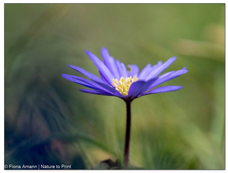 Buschwindröschen, Anemone Blanda, süßer Frühblüher zum Verwildern