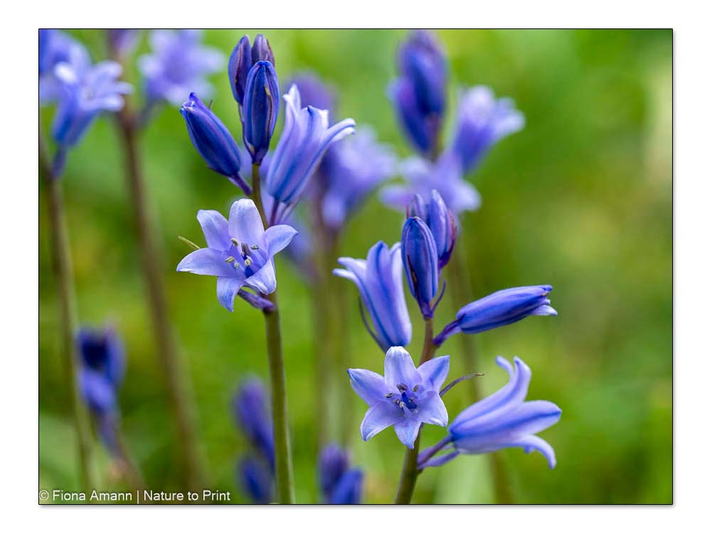 Waldhyazinthen, Spanische Hasenglöckchen, Blaue Frühlingsblume