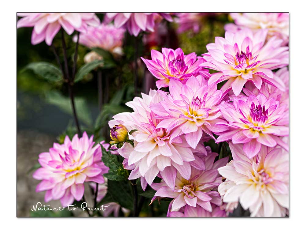 Dahlien blühen üppig. Bei guter Pflege bis zum Frost.