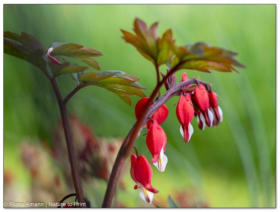 Frühblüher Dicentra, das Tränende Herz im Halbschatten