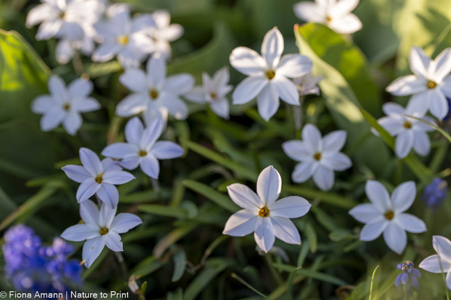 Frühlingsstern blüht zusammen mit Hyazinthen