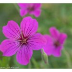 Blütenpracht im November - ohne Trick 17 Blütenpracht im November Storchschnabel Tiny Monster