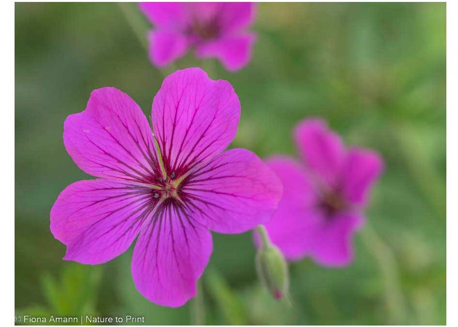 Blütenpracht im November Storchschnabel Tiny Monster