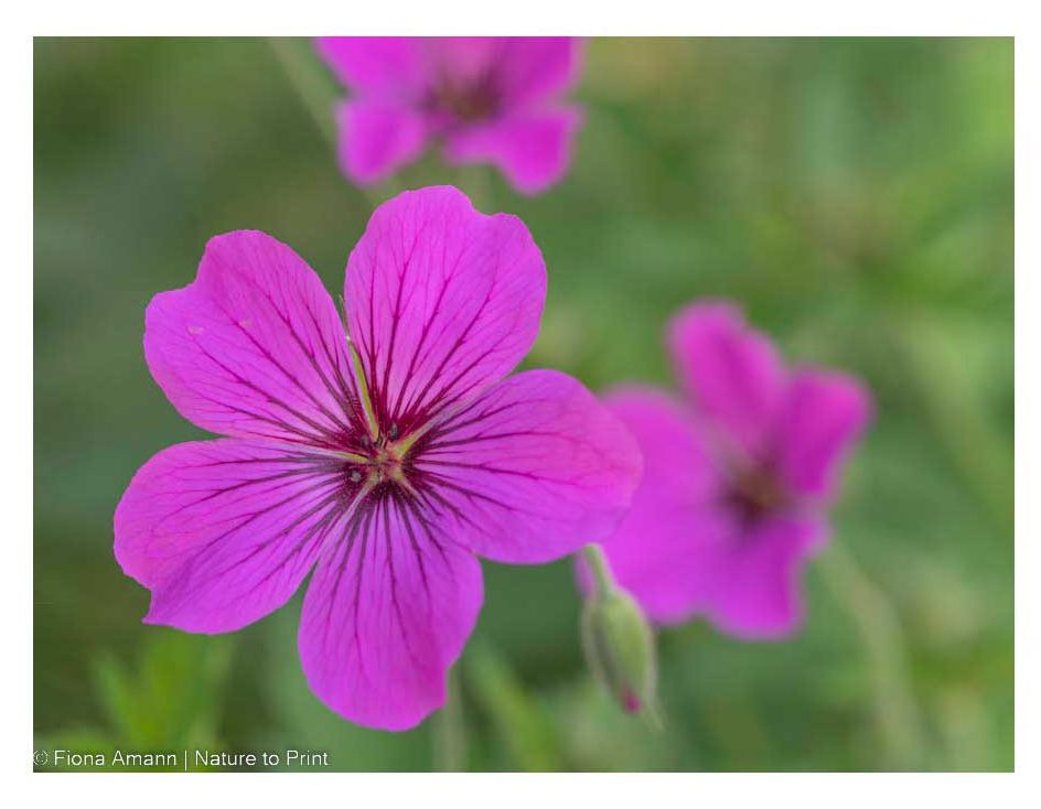 Blüten im November Storchschnabel Tiny Monster