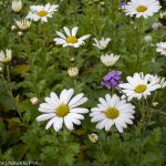 Herbstmargeriten vermehren. Sonnige Blüten im goldenen Herbst. Herbstmargeriten vermehren einfach und sicher