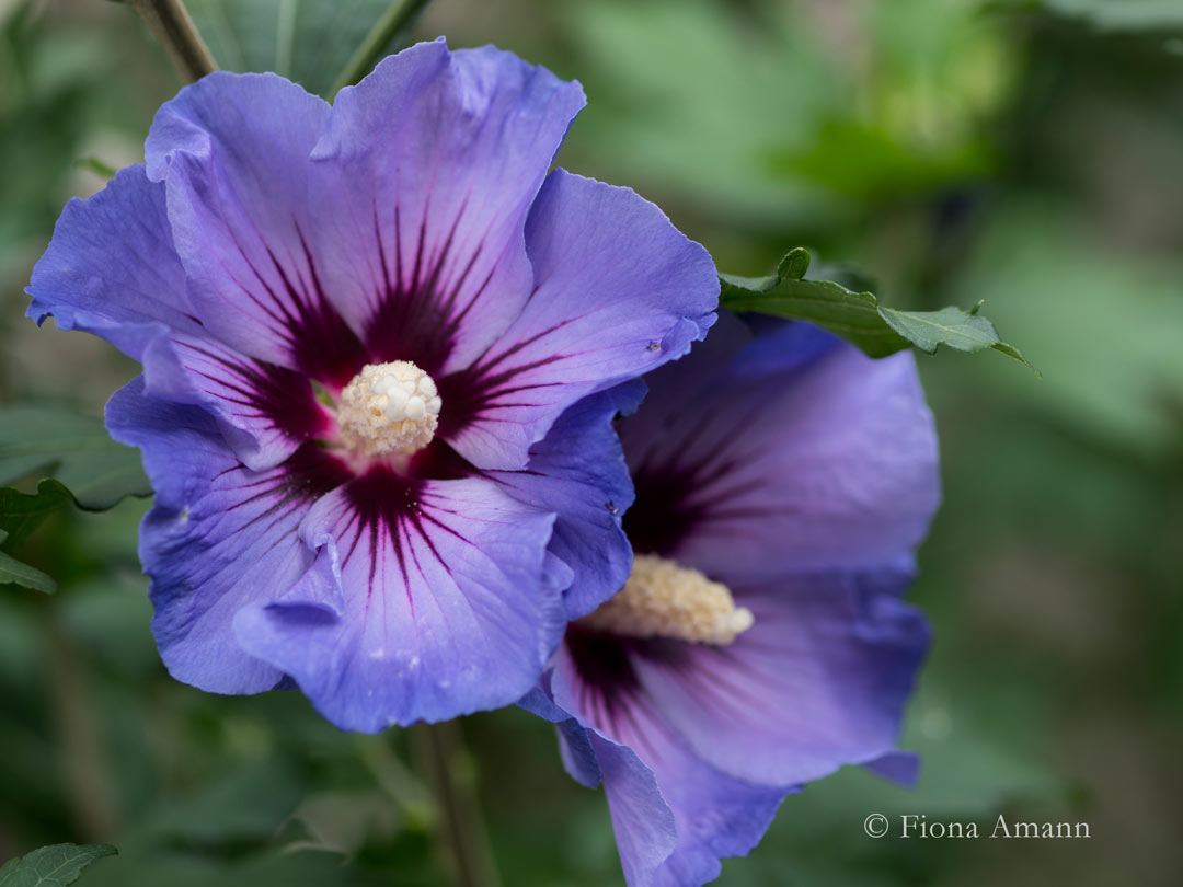 Blauer Hibiskus Blue Bird