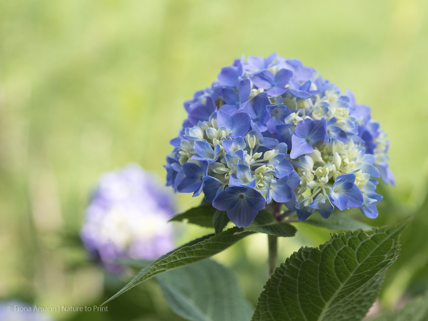 Blaue Hortensie Endless Summer