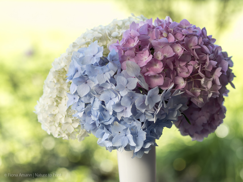 Rosa, weiße und blaue Hortensien in einer Vase