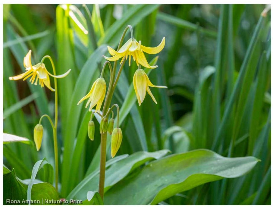 Frühblüher Erythronium dens-canis, Hundszahn