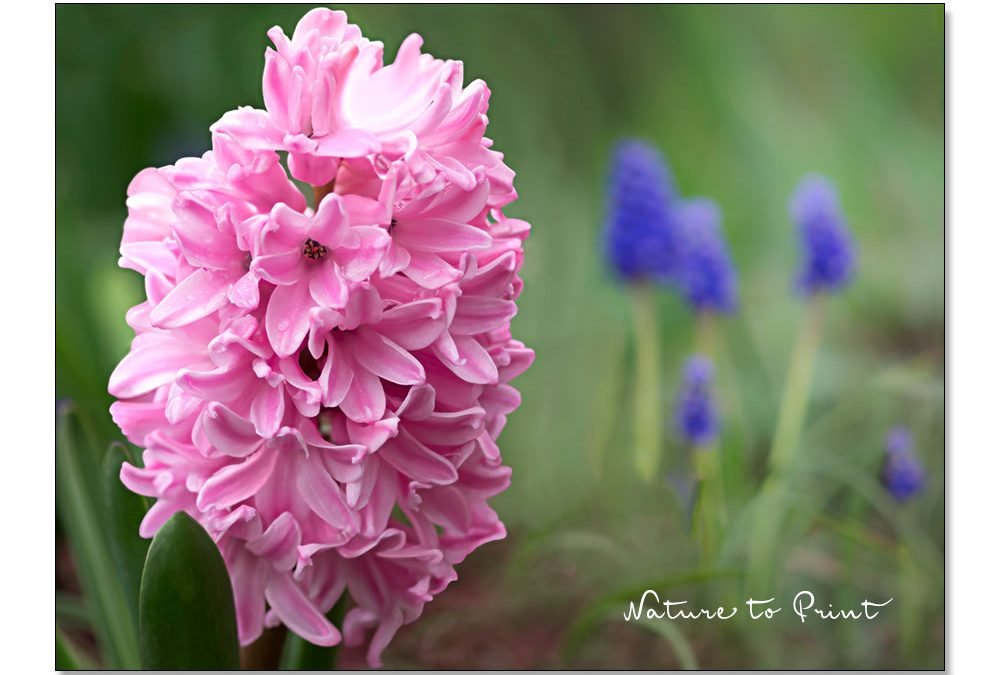 Hyazinthen stützen für standfeste opulente Blüten. 7 Tipps