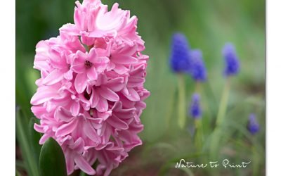 Hyazinthen stützen für standfeste opulente Blüten. 7 Tipps