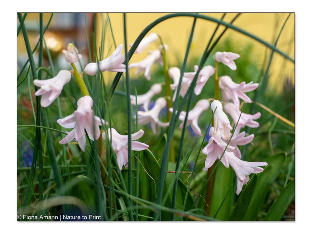 Mehrjährige Hyazinthen, keine opulenten Blüten mehr, aber auch keine Stützen