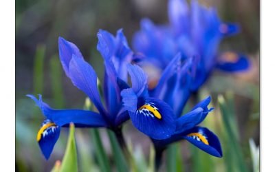 Zwerg-Iris, erstaunlich zäher Winterblüher aus dem Kaukasus.