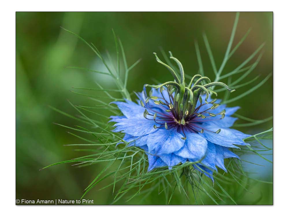 Jungfer im Grünen, Nigella damascena, blaue Blüten und Samenkapsel