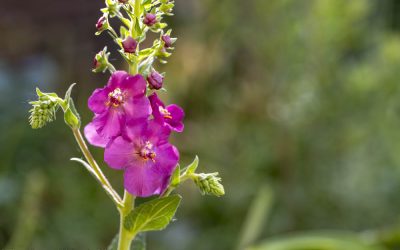 Purpur-Königskerze. Hübsche Staude für den Naturgarten in voller Sonne