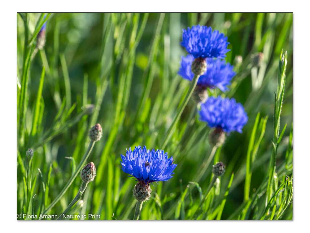 Blaue Sommerblume Kornblume am Südhang