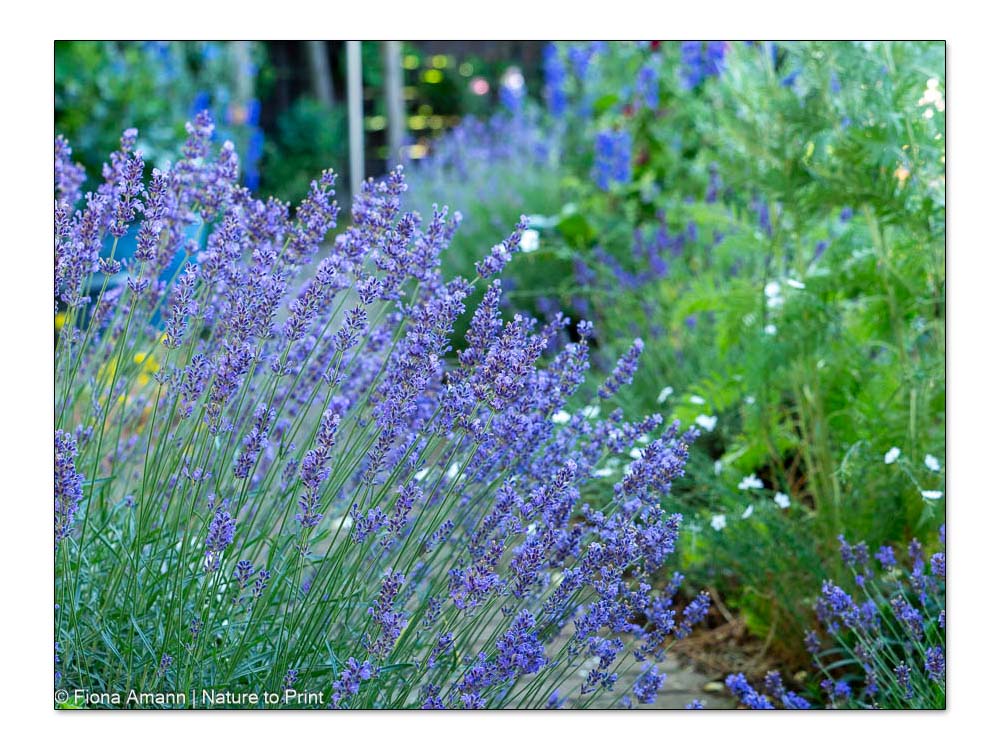 Blauer Lavendel, pflegeleichter Halbstrauch für extrem sonnige und trockene Standorte