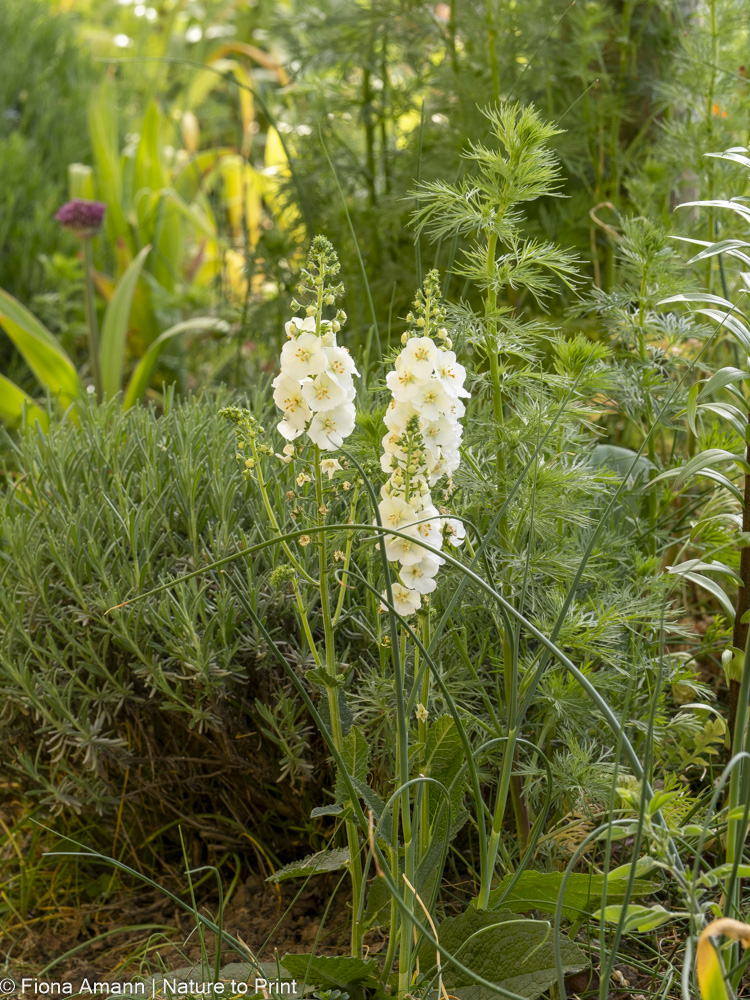 Weiße Purpur-Königskerze mit hübschen Kerzenblüten