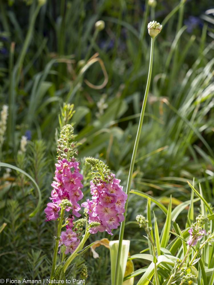 Verbascum purpurea, Stauden-Königskerze vermehrt sich auch selbst Verbascum purpurea, Stauden-Königskerze vermehrt sich selbst