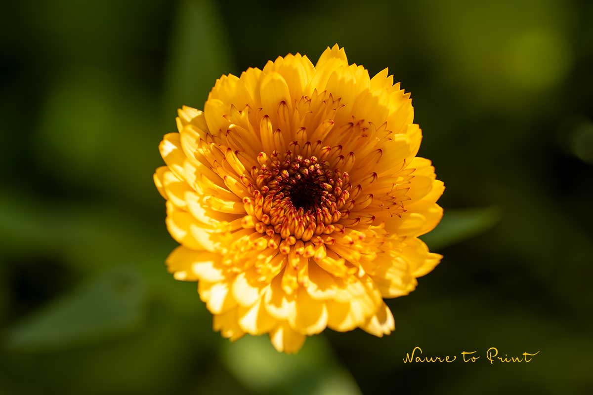 Blütenpracht im November: Ringelblumen lieben es kühl