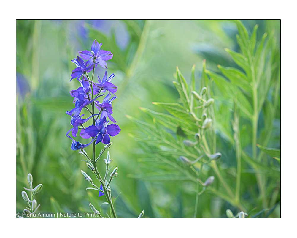 Blaue Sommerblume Einjähriger Rittersporn, Delphinium consolida