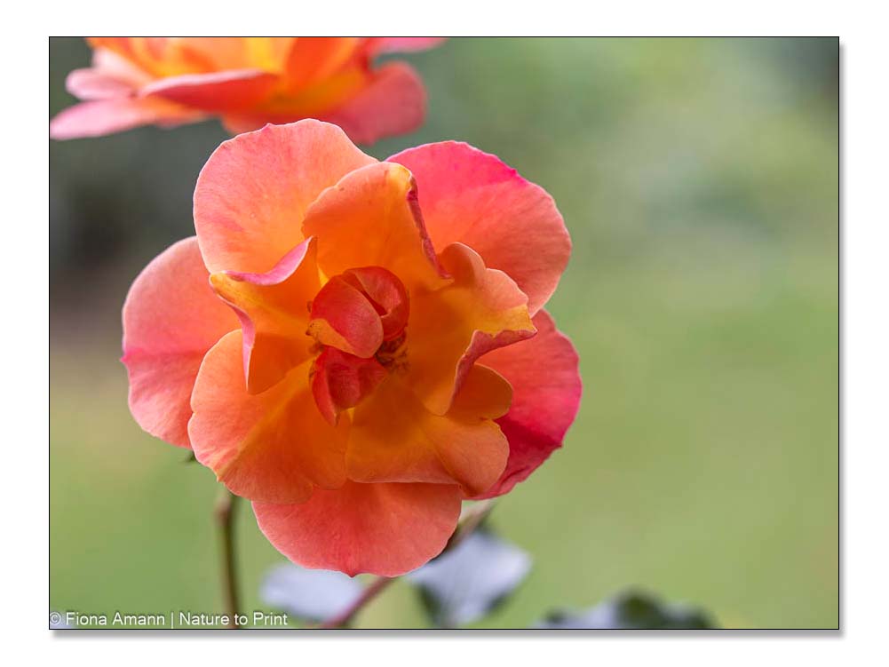 Rose Jazz von Tantau, bienenfreundlich mit ungefüllter Blüte