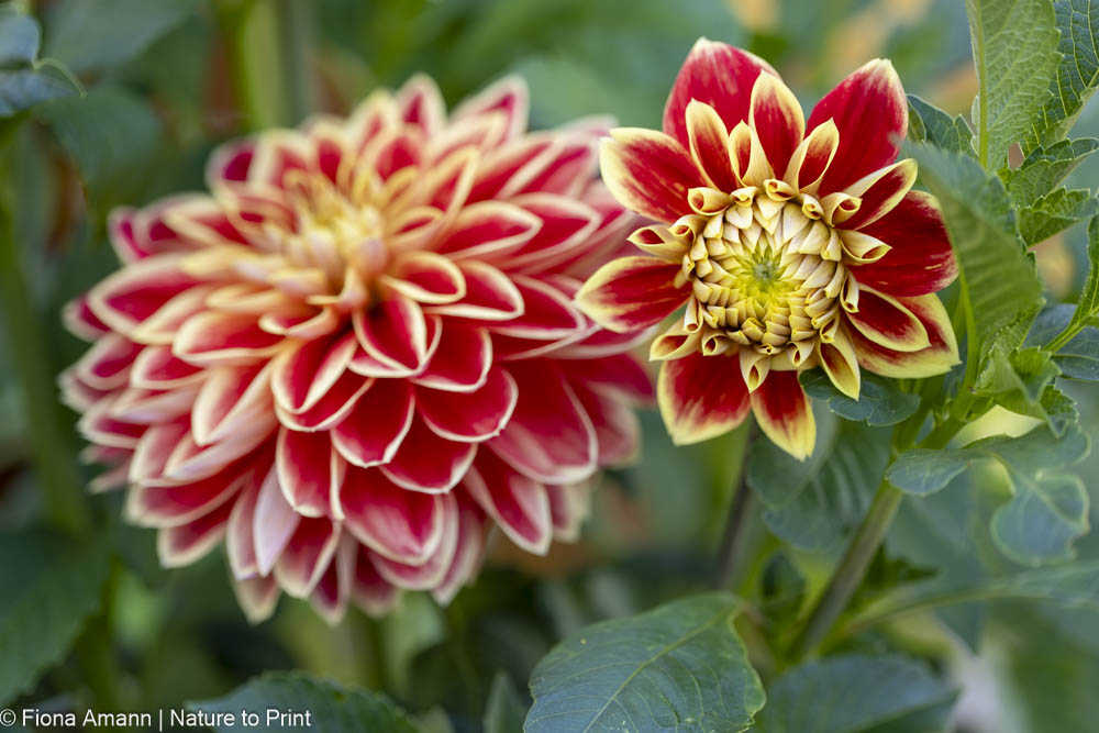 Aus gesunden, kräftigen Dahlienknollen wachsen prächtige Dahlien