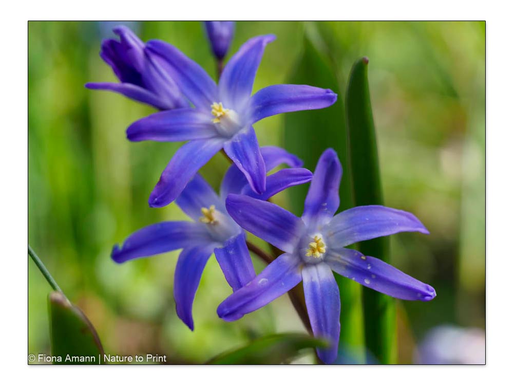 Blaue Frühlingsblume Schneestolz Chionodoxis sardensis