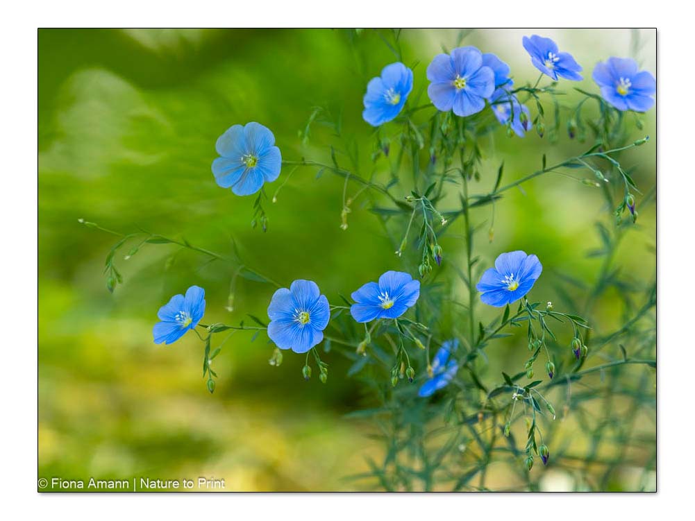 Blaue Sommerblume Staudenlein, Flachs, Linum perenne
