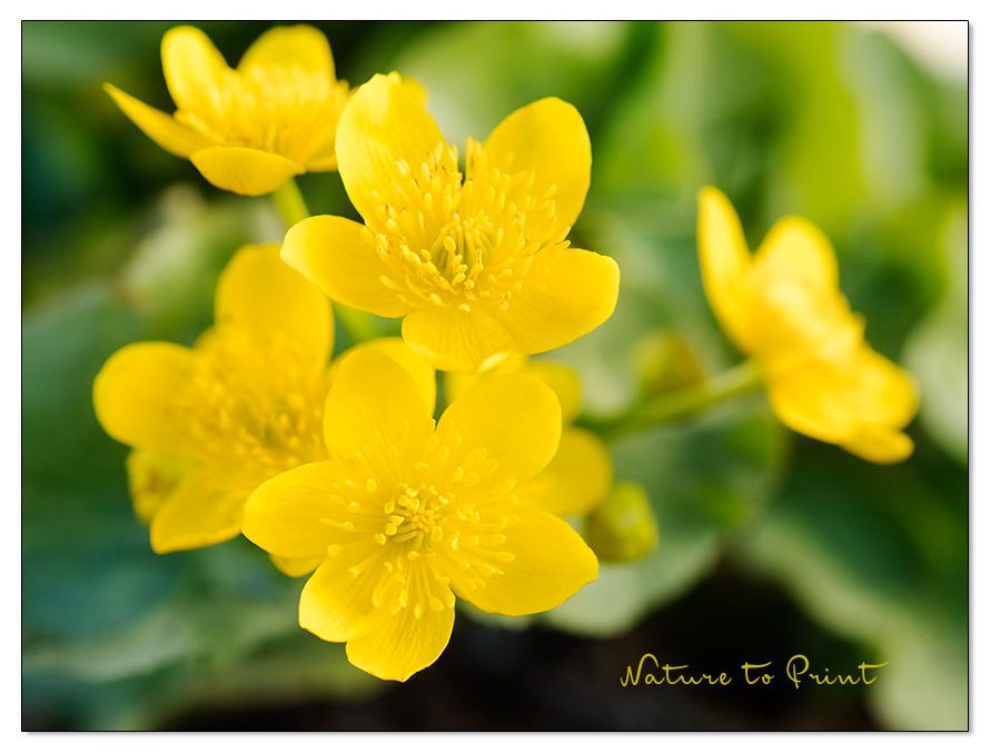 Frühblüher Sumpfdotterblume blüht am Ufer von Teich und Bach