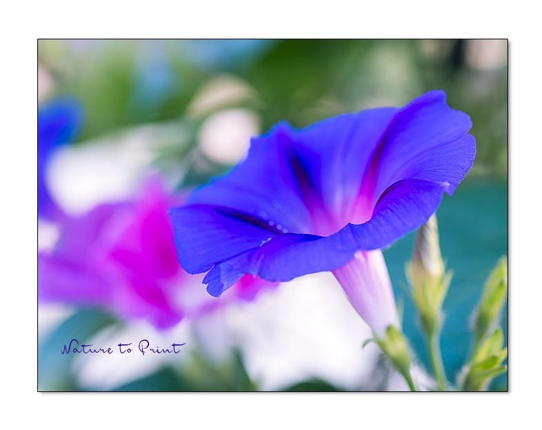 Blaue Sommerblume Trichterwinde, Ipomoea, einjährige Kletterpflanze blüht bis zum Frost