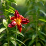 Taglilien teilen, pflanzen, pflegen. Taglilien teilen und so mehr dieser robusten Gartenstauden gewinnen.