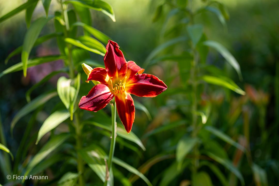 Taglilien teilen, pflanzen, pflegen. Taglilien teilen und so mehr dieser robusten Gartenstauden gewinnen.