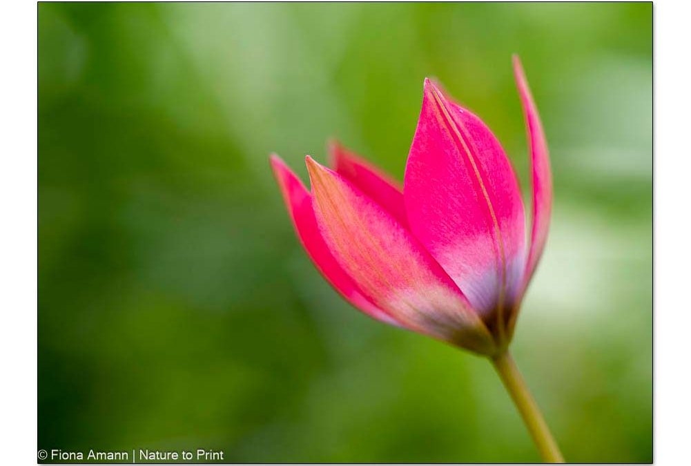 Frühblüher Littöe Beauty