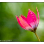 Frühblüher Littöe Beauty