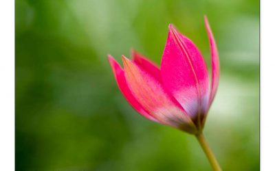 Frühblüher. Diese 25 Frühlingsboten zaubern Frühling