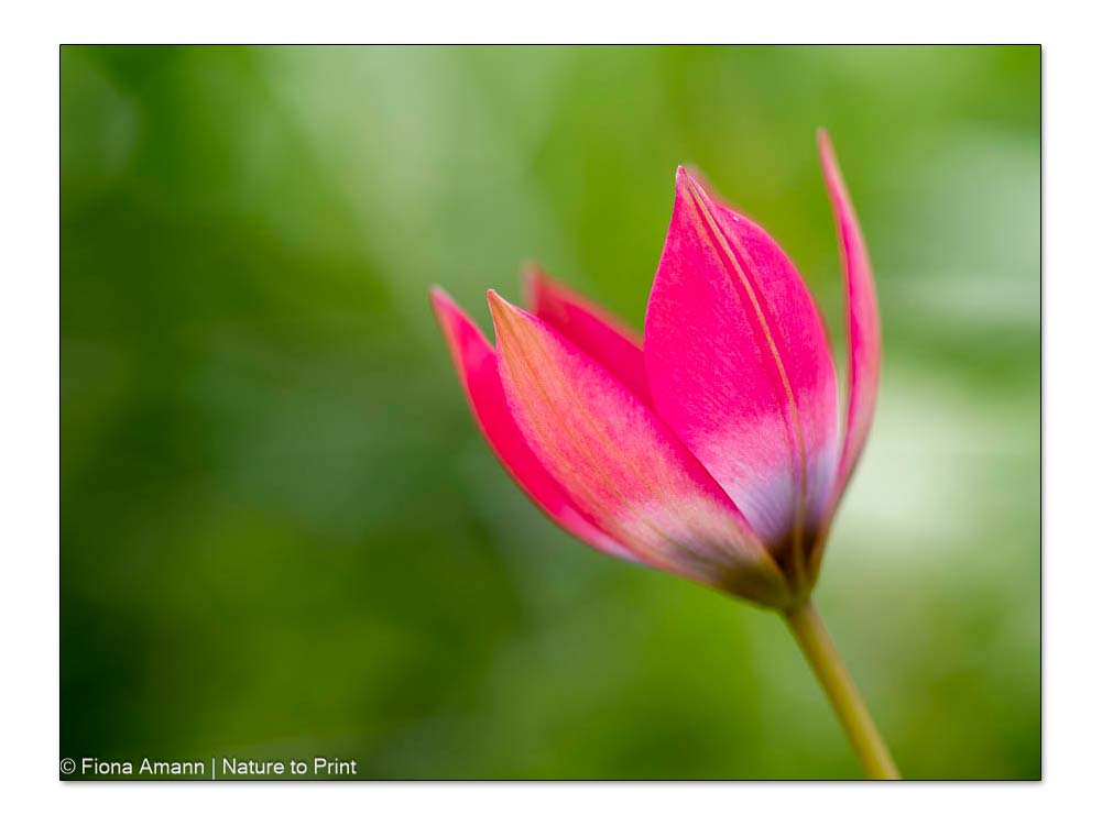 Frühblüher Littöe Beauty