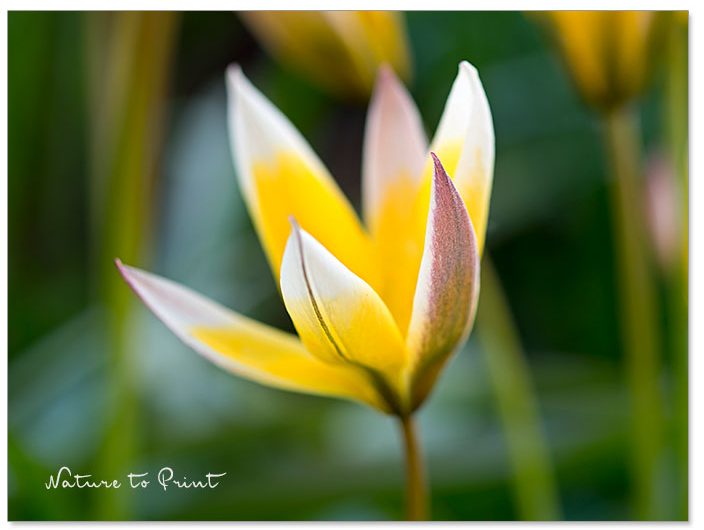 Wildtulpe Tarda, Frühblüher zum Verwildern