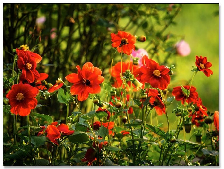 Rote Zwergdahlie im Herbst. üppige Blüten bis zum Schluss