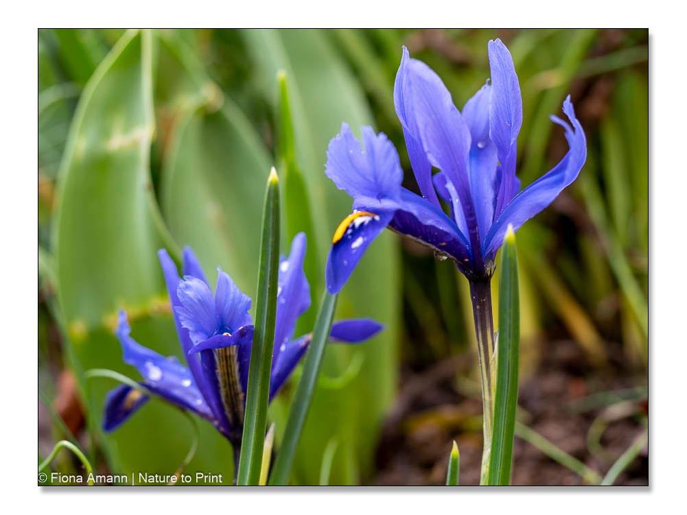 Blaue Zwerg-Iris, Iris reticulata