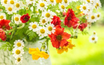 Frisch aufgeblüht Trauerblumen, wahre Liebe über den Tod hinaus